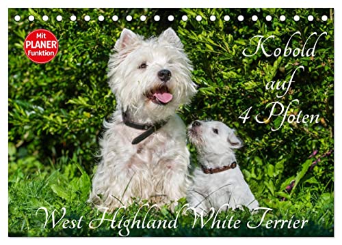 Kobold auf 4 Pfoten - West Highland White Terrier (Tischkalender 2025 DIN A5 quer), CALVENDO Monatskalender von CALVENDO