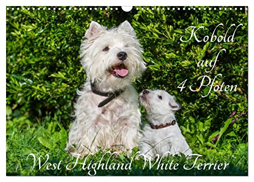 Kobold auf 4 Pfoten - West Highland White Terrier (Wandkalender 2025 DIN A3 quer), CALVENDO Monatskalender von CALVENDO