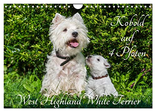 Kobold auf 4 Pfoten - West Highland White Terrier (Wandkalender 2025 DIN A4 quer), CALVENDO Monatskalender von CALVENDO