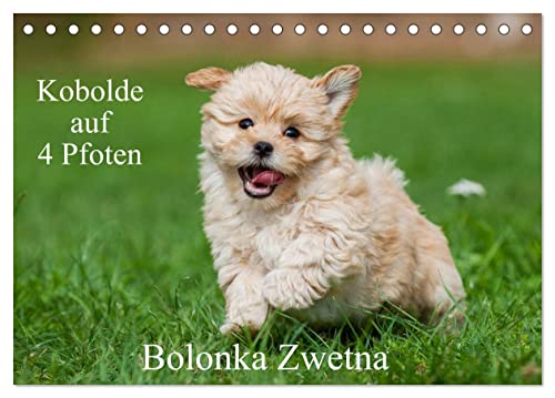 Kobolde auf 4 Pfoten - Bolonka Zwetna (Tischkalender 2025 DIN A5 quer), CALVENDO Monatskalender von CALVENDO
