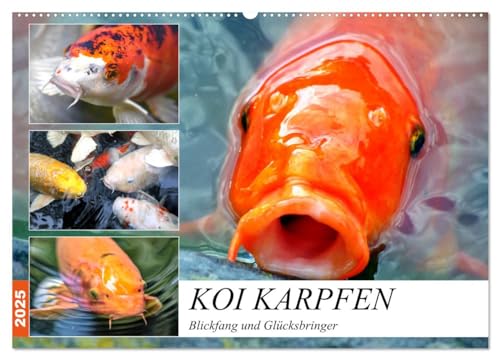 Koi Karpfen. Blickfang und Glücksbringer (Wandkalender 2025 DIN A2 quer), CALVENDO Monatskalender von CALVENDO