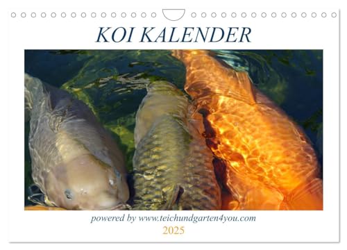 Koikichi Kalender 2025 (Wandkalender 2025 DIN A4 quer), CALVENDO Monatskalender von CALVENDO