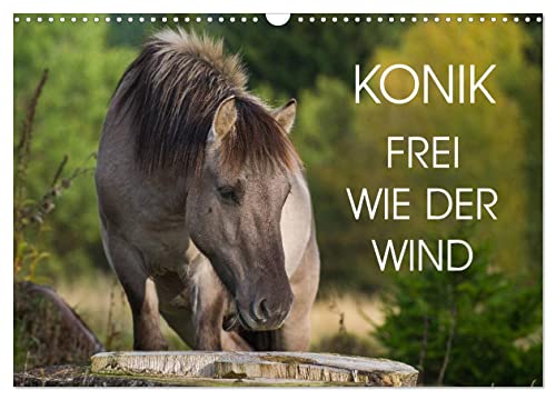 Konik - Frei geboren (Wandkalender 2025 DIN A3 quer), CALVENDO Monatskalender von CALVENDO