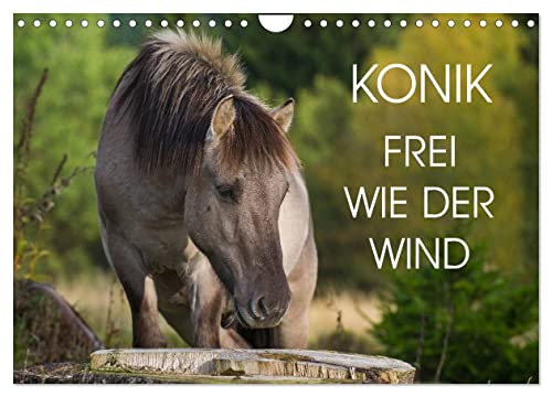 Konik - Frei geboren (Wandkalender 2025 DIN A4 quer), CALVENDO Monatskalender
