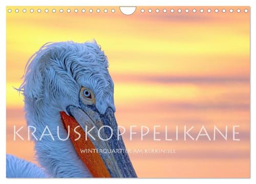 Krauskopfpelikane (Wandkalender 2025 DIN A4 quer), CALVENDO Monatskalender: Winterquartier am Kerkinisee in Griechenland (CALVENDO Tiere) von Calvendo
