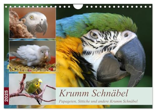 Krumm Schnäbel - Papageien, Sittiche und andere Krumm Schnäbel (Wandkalender 2025 DIN A4 quer), CALVENDO Monatskalender von CALVENDO