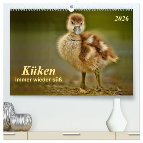 Küken - immer wieder süß (hochwertiger Premium Wandkalender 2026 DIN A2 quer), Kunstdruck in Hochglanz: Großer Kopf, großer Schnabel,große Augen und unwahrscheinlich niedlich - Küken. (CALVENDO Tiere) von Calvendo