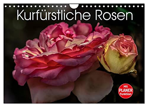 Kurfürstliche Rosen Eltville am Rhein (Wandkalender 2026 DIN A4 quer), CALVENDO Monatskalender: Stilvolle Rosenporträts aus dem Rosengarten der Kurfürstlichen Burg Eltville am Rhein (CALVENDO Natur) von Calvendo