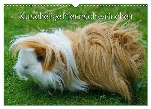 Kuschelige Meerschweinchen (Wandkalender 2025 DIN A3 quer), CALVENDO Monatskalender von CALVENDO