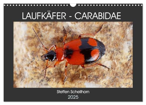LAUFKÄFER - CARABIDAE (Wandkalender 2025 DIN A3 quer), CALVENDO Monatskalender von CALVENDO