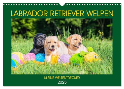 Labrador Retriever Welpen - Kleine Weltentdecker (Wandkalender 2025 DIN A3 quer), CALVENDO Monatskalender von CALVENDO