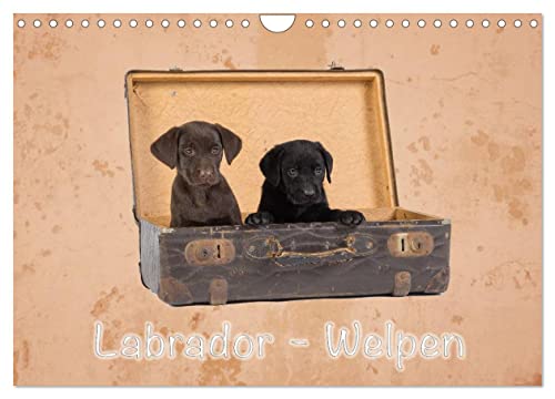 Labrador - Welpen (Wandkalender 2026 DIN A4 quer), CALVENDO Monatskalender: Wandkalender Labrador - Welpen (CALVENDO Tiere) von Calvendo