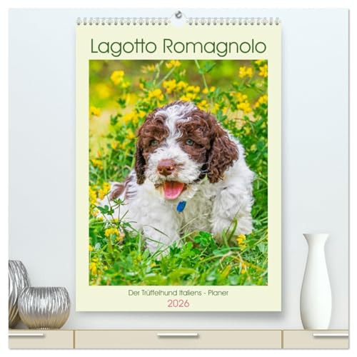Lagotto Romagnolo - Der Trüffelhund Italiens - Planer (hochwertiger Premium Wandkalender 2026 DIN A2 hoch), Kunstdruck in Hochglanz von CALVENDO