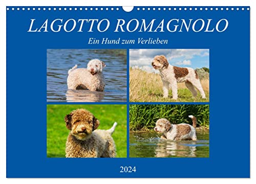 Lagotto Romagnolo - Ein Hund zum Verlieben (Wandkalender 2024 DIN A3 quer), CALVENDO Monatskalender