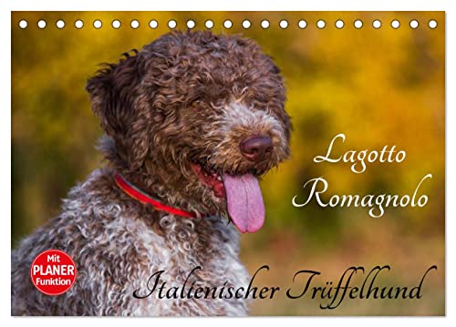 Lagotto Romagnolo - Italienischer Trüffelhund (Tischkalender 2025 DIN A5 quer), CALVENDO Monatskalender von CALVENDO