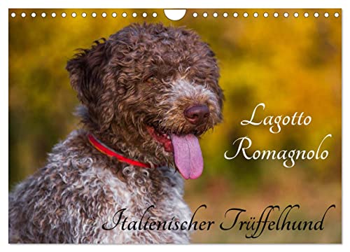 Lagotto Romagnolo - Italienischer Trüffelhund (Wandkalender 2025 DIN A4 quer), CALVENDO Monatskalender von CALVENDO