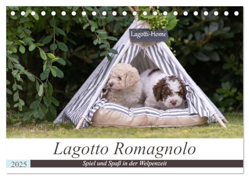 Lagotto Romagnolo - Spiel und Spaß in der Welpenzeit (Tischkalender 2025 DIN A5 quer), CALVENDO Monatskalender: Wunderschöne Einblicke in die Welpenstube der Lagotti. (CALVENDO Tiere) von Calvendo
