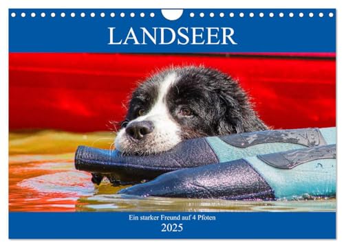 Landseer - Ein starker Freund auf 4 Pfoten (Wandkalender 2025 DIN A4 quer), CALVENDO Monatskalender von CALVENDO