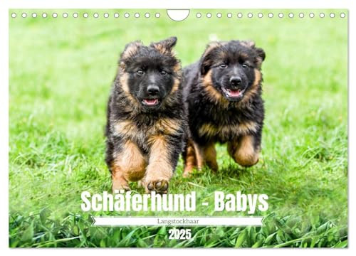 Langstockhaar - Schäferhund - Babys (Wandkalender 2025 DIN A4 quer), CALVENDO Monatskalender von CALVENDO