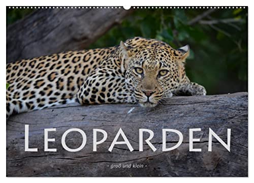 Leoparden - groß und klein (Wandkalender 2025 DIN A2 quer), CALVENDO Monatskalender von CALVENDO
