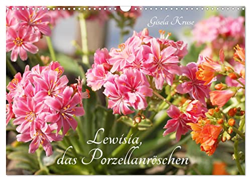 Lewisia, das Porzellanröschen (Wandkalender 2025 DIN A3 quer), CALVENDO Monatskalender von CALVENDO