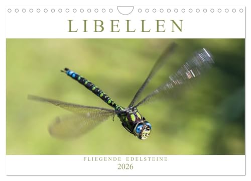 Libellen - Fliegende Edelsteine (Wandkalender 2026 DIN A4 quer), CALVENDO Monatskalender: Faszinierende Nah- und Flugaufnahmen von heimischen Großlibellen-Arten (CALVENDO Tiere) von Calvendo