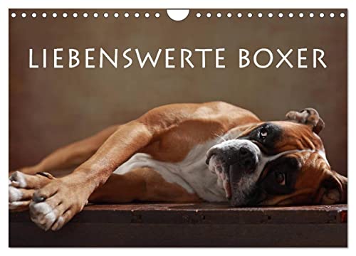 Liebenswerte Boxer (Wandkalender 2025 DIN A4 quer), CALVENDO Monatskalender von CALVENDO