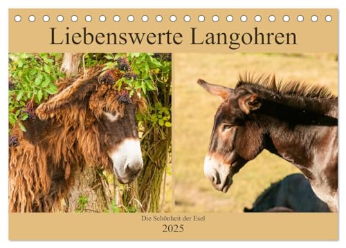 Liebenswerte Langohren - Die Schönheit der Esel (Tischkalender 2025 DIN A5 quer), CALVENDO Monatskalender von CALVENDO