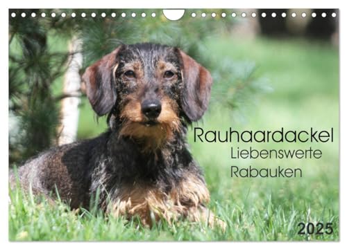 Liebenswerte Rabauken - Rauhaardackel (Wandkalender 2025 DIN A4 quer), CALVENDO Monatskalender von CALVENDO