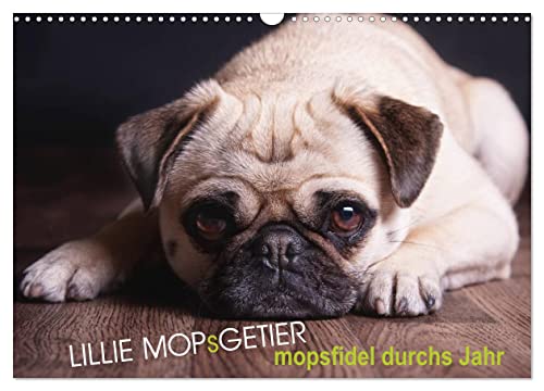 Lillie Mopsgetier - mopsfidel durchs Jahr (Wandkalender 2026 DIN A3 quer), CALVENDO Monatskalender von CALVENDO