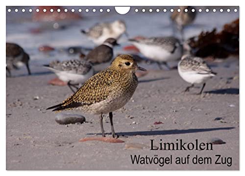 Limikolen Watvögel auf dem Zug (Wandkalender 2026 DIN A4 quer), CALVENDO Monatskalender von CALVENDO