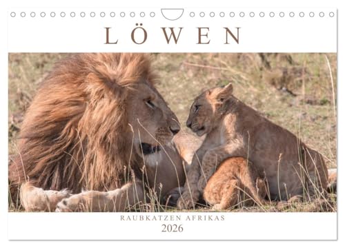 Löwen - Raubkatzen Afrikas (Wandkalender 2026 DIN A4 quer), CALVENDO Monatskalender: Fasziniernde Aufnahmen der majestätischen Raubkatzen - auch als verspielte Löwenkinder (CALVENDO Tiere) von Calvendo