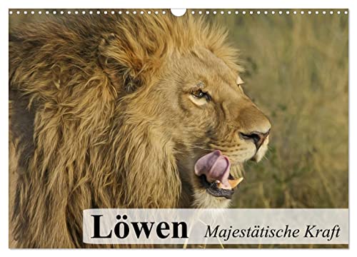 Löwen. Majestätische Kraft (Wandkalender 2025 DIN A3 quer), CALVENDO Monatskalender von CALVENDO