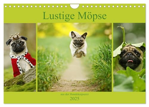 Lustige Möpse aus der Hundeknipserei (Wandkalender 2025 DIN A4 quer), CALVENDO Monatskalender von CALVENDO