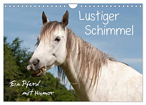 Lustiger Schimmel - ein Pferd mit Humor (Wandkalender 2025 DIN A4 quer), CALVENDO Monatskalender von CALVENDO