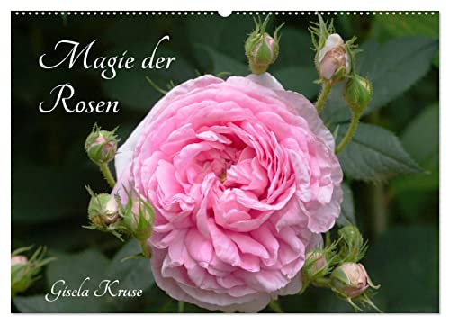 Magie der Rosen (Wandkalender 2025 DIN A2 quer), CALVENDO Monatskalender von CALVENDO
