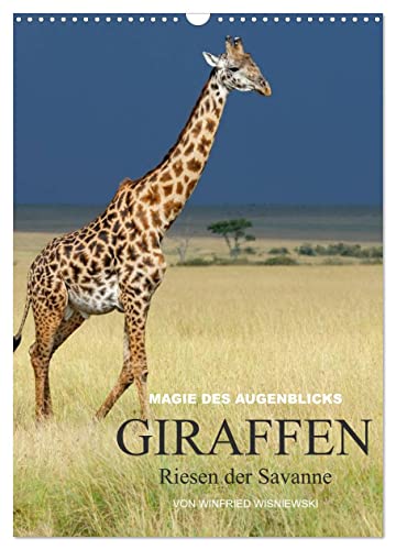 Magie des Augenblicks - Giraffen - Riesen der Savanne (Wandkalender 2025 DIN A3 hoch), CALVENDO Monatskalender von CALVENDO