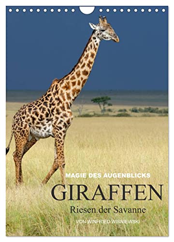 Magie des Augenblicks - Giraffen - Riesen der Savanne (Wandkalender 2025 DIN A4 hoch), CALVENDO Monatskalender von CALVENDO