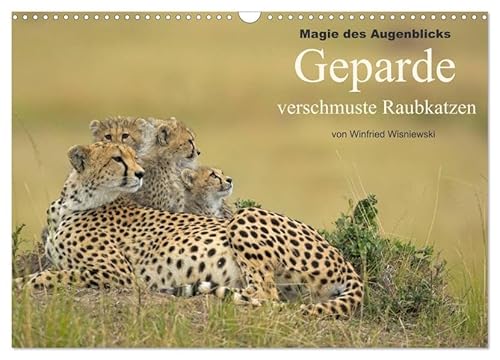 Magie des Augenblicks: Geparde - verschmuste Raubkatzen (Wandkalender 2026 DIN A3 quer), CALVENDO Monatskalender: Winfried Wisniewski hat über 30 ... Fotos schießen können. (CALVENDO Tiere) von Calvendo