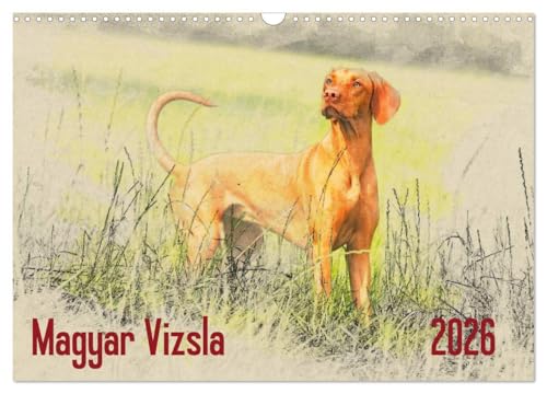 Magyar Vizsla 2026 (Wandkalender 2026 DIN A3 quer), CALVENDO Monatskalender: Ungarische Vorstehhunde (Magyar Vizsla) im kunstvollen Aquarell-Stil. ... einem kleinen Kunstwerk (CALVENDO Tiere) von Calvendo