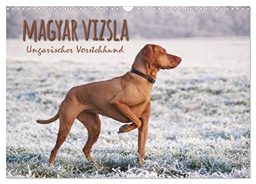 Magyar Vizsla - Ungarischer Vorstehhund (Wandkalender 2025 DIN A3 quer), CALVENDO Monatskalender von CALVENDO