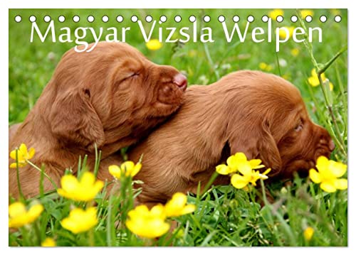 Magyar Vizsla Welpen (Tischkalender 2025 DIN A5 quer), CALVENDO Monatskalender von CALVENDO
