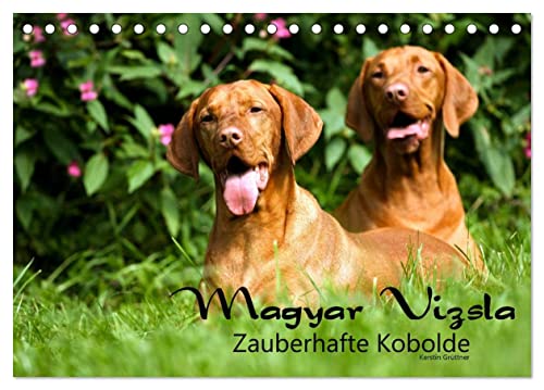 Magyar Vizsla - Zauberhafte Kobolde (Tischkalender 2025 DIN A5 quer), CALVENDO Monatskalender von CALVENDO