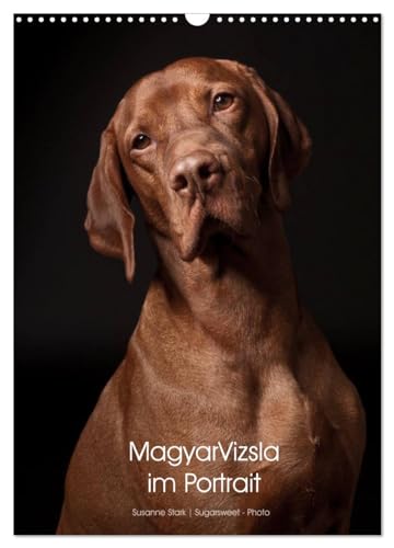 Magyar Vizsla im Portrait (Wandkalender 2025 DIN A3 hoch), CALVENDO Monatskalender von CALVENDO