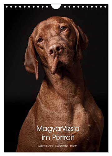 Magyar Vizsla im Portrait (Wandkalender 2025 DIN A4 hoch), CALVENDO Monatskalender von CALVENDO