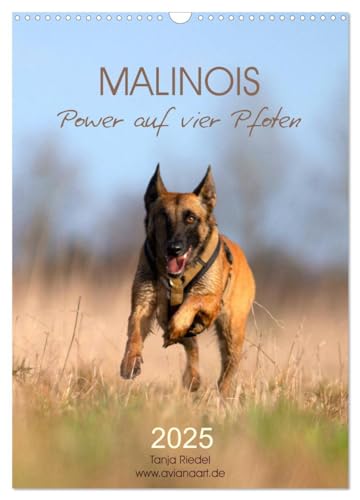 Malinois Power auf vier Pfoten (Wandkalender 2025 DIN A3 hoch), CALVENDO Monatskalender von CALVENDO