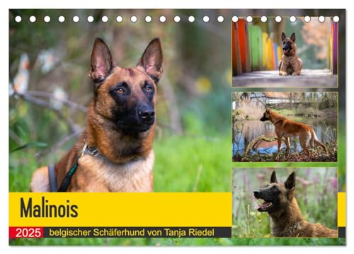 Malinois - belgischer Schäferhund (Tischkalender 2025 DIN A5 quer), CALVENDO Monatskalender von CALVENDO