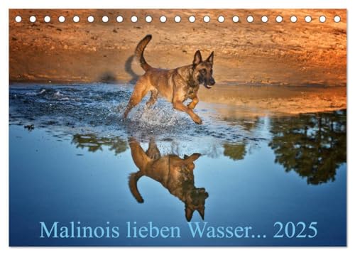 Malinois lieben Wasser (Tischkalender 2025 DIN A5 quer), CALVENDO Monatskalender von CALVENDO