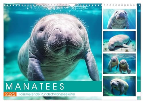 Manatees. Faszinierende Rundschwanzseekühe (Wandkalender 2025 DIN A3 quer), CALVENDO Monatskalender von CALVENDO