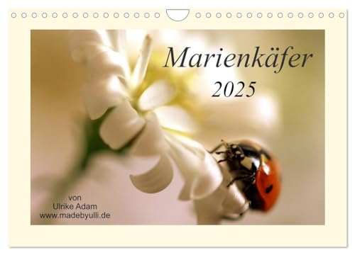Marienkäfer / 2025 (Wandkalender 2025 DIN A4 quer), CALVENDO Monatskalender von CALVENDO